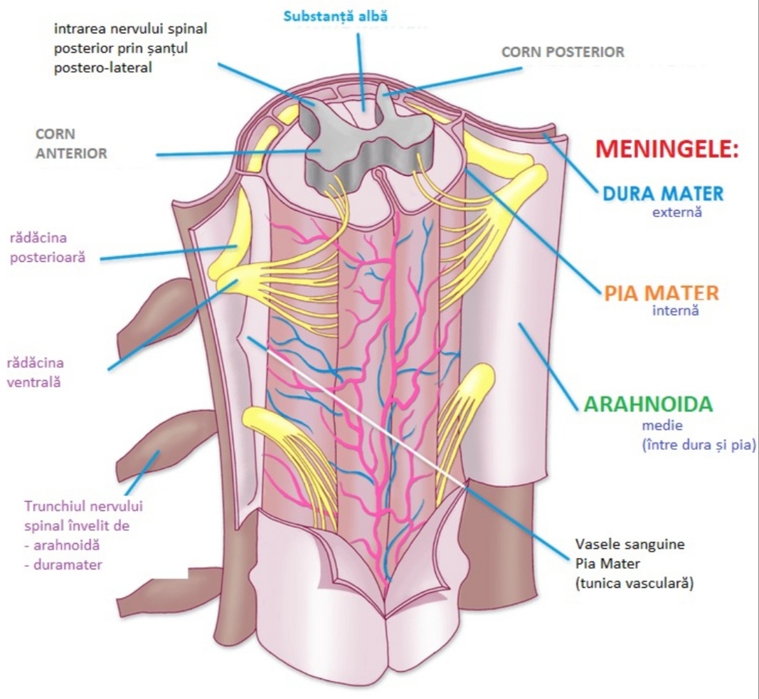 Săptămâna 4 Anato - Sistemul Nervos 1