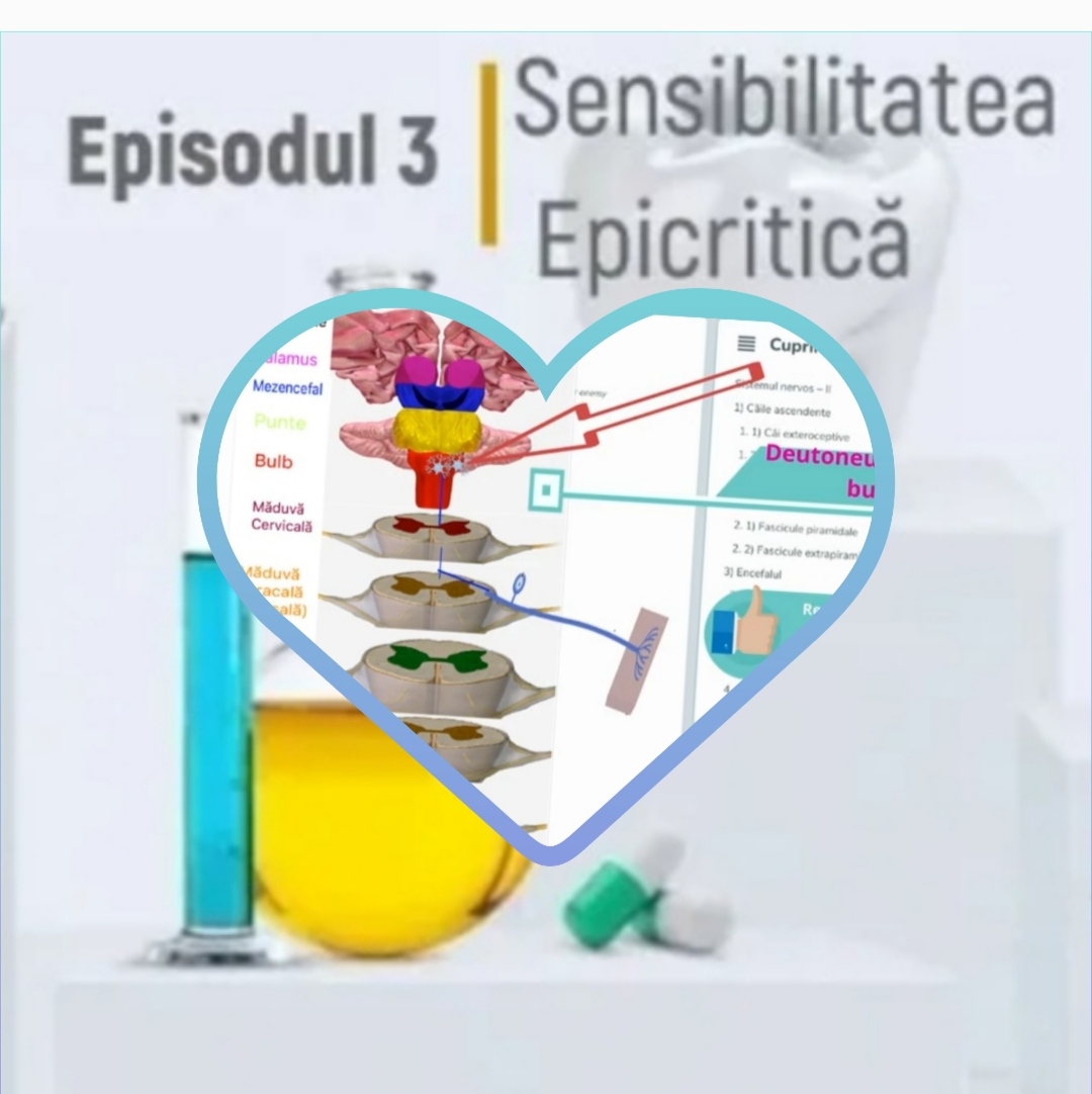 Sistem Nervos 2 - Sensibilitate Epicritică #MaterieAdmitereMedicina​ | meditatii-medicina.ro