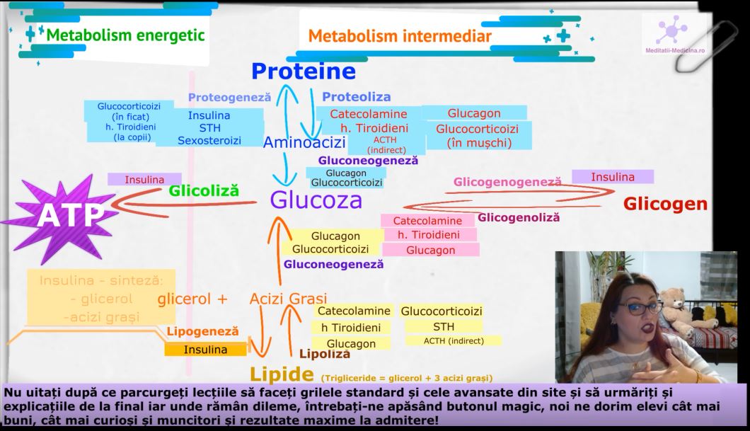 Glande II - #Efectele glandelor pe metabolism #MaterieAdmitereMedicina ​ | meditatii-medicina.ro