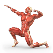 Sistemul muscular