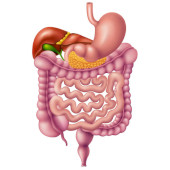 Sistemul Digestiv I